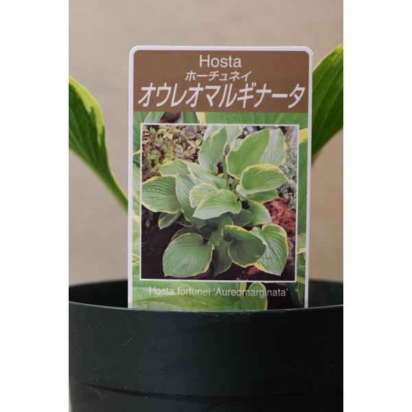 ホスタ オウレオマルギナータは大型のホスタで、楕円形の葉に太く不規則な黄覆輪が入るギボウシです。草丈約12cm　12cmプラ鉢