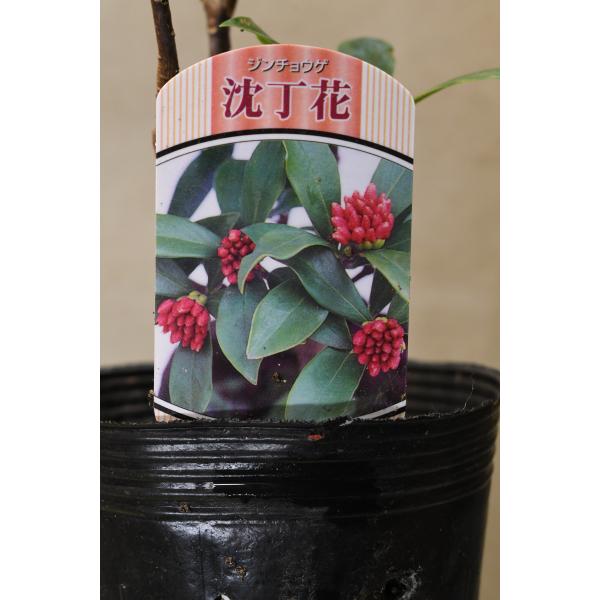 早春に芳香のある花を咲かせる常緑の花木です。樹高約20ｃｍ　12ｃｍポリポット