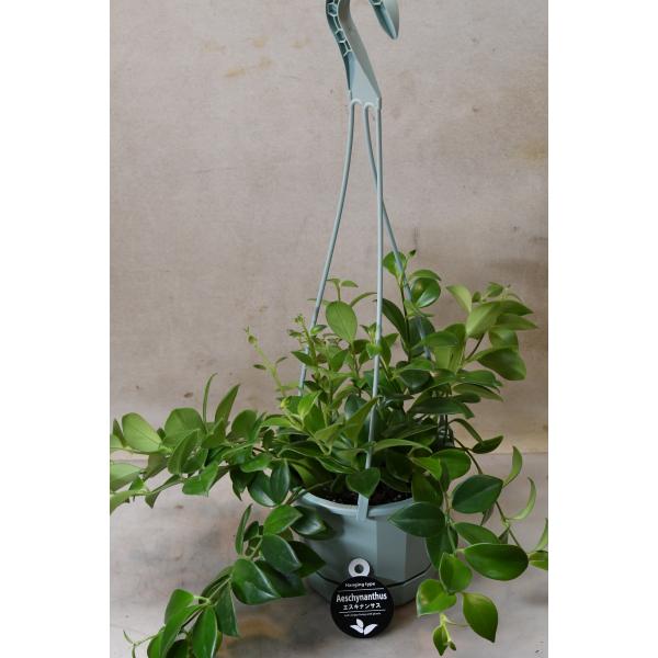 エスキナンサスは東南アジアやニューギニア原産のイワタバコ科の多年草です。モナリザは厚みと艶のある葉が垂れ下がるように付く品種です。冬〜春に暗赤色のガクと鮮やかな赤の特徴的な花を咲かせます。吊り鉢部分の高さ約55cm　15cmプラ吊り鉢