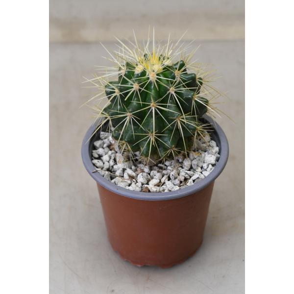 金鯱3 サボテン：短刺キンシャチ（金鯱） 3号鉢植え の通販 | 園芸ネット