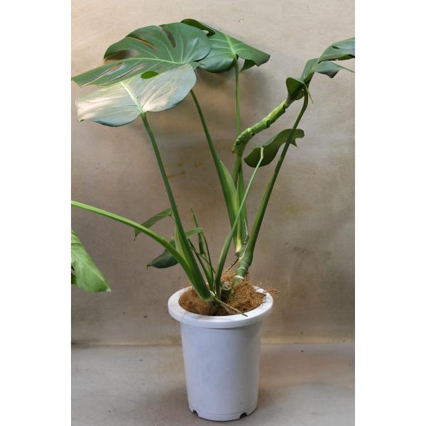 モンステラ 7号鉢 観葉植物 : 金井園芸 - 通販 - Yahoo!ショッピング