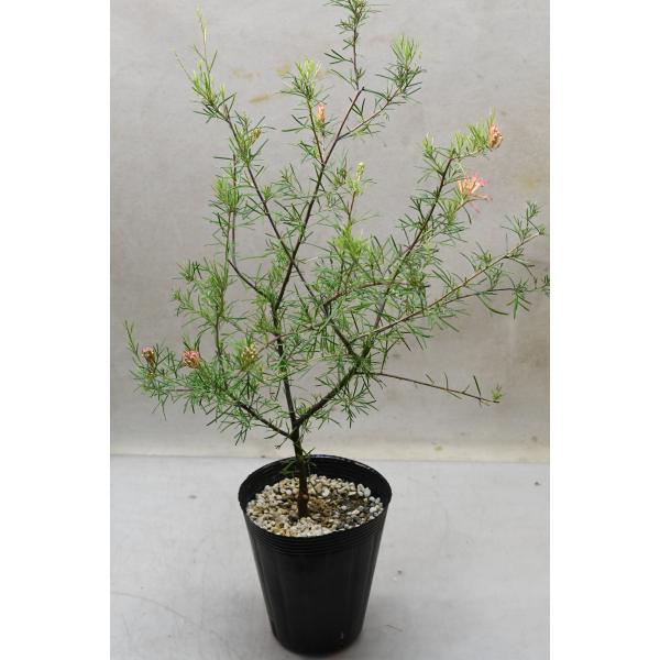 グレビレア センパフローレンス 4.5号ロングポット 花木 庭木 オージー