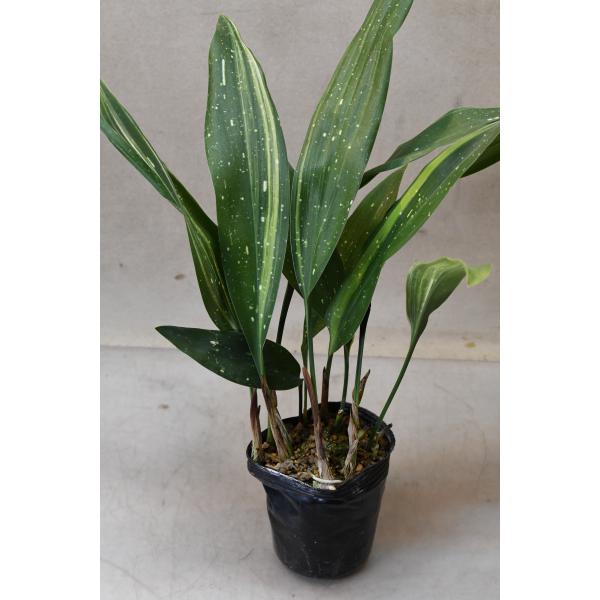 ハランは半日陰の環境で生育する多年草で、葉に殺菌作用があることから、料理の仕切りなどに古くは利用されていました。斑入りの観賞用品種です。クサタケ20cm　9cmロングポリポット