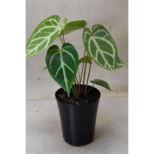 アンスリウム ドラヤキ ハイブリッド 2種 アンスリウム Anthurium