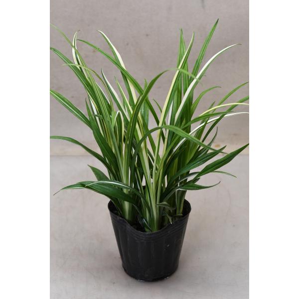 キチジョウソウは吉祥草の名前のとおり、縁起の良い植物として古くから栽培されてきた植物です。やや湿り気を帯びた土壌と日陰から半日陰の環境を好みます。9cmポリポット