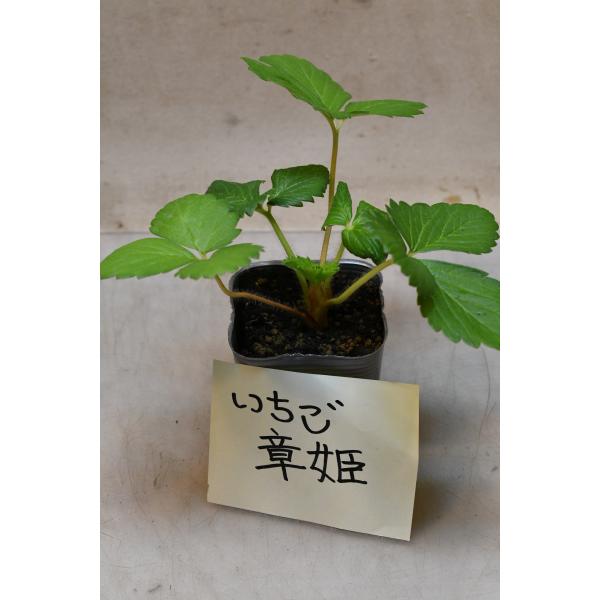 イチゴ　章姫は長めの円錐形の果実で、色が美しく甘味があり、酸味が少な目で多汁の品種です。皮が柔らかいため、輸送に適した他の品種が増えて流通量は減っていますが、家庭菜園には適した美味しいいちごです。7.5cm〜9cmポリポット