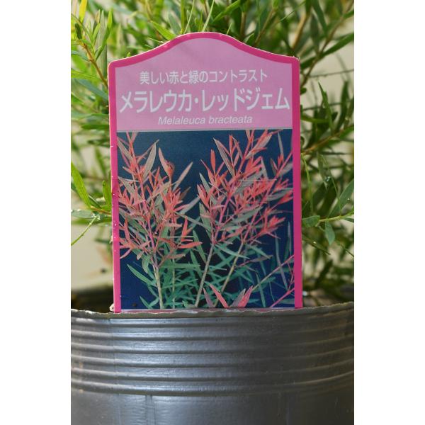 メラレウカ　レッドジェムはオーストラリア原産のフトモモ科の常緑樹です。葉先の赤い色合いが特徴の品種で、初夏には白い羽毛のような印象の花を咲かせます。冬季には赤色が鮮やかになりますが、耐寒性はあまりなく寒風が苦手です。寒風や霜が当たらない場所...