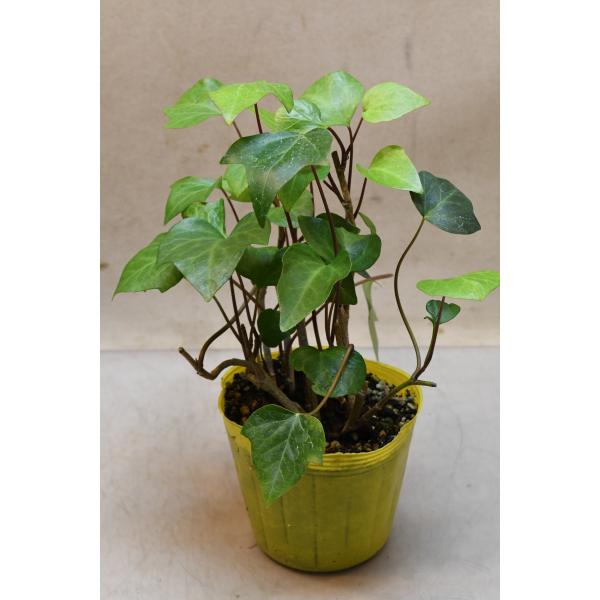 オカメヅタはウコギ科の常緑つる性植物です。グランドカバーや観葉植物として栽培されます。12cmポリポット