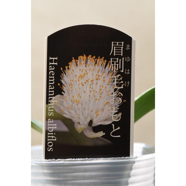 ハエマンサス アルビフロス（マユハケオモト）3号ロングポット 花苗 ガーデニング