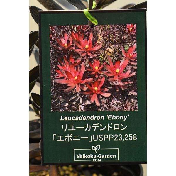 リューカデンドロン エボニー 4.5号鉢 : 金井園芸 - 通販 - Yahoo