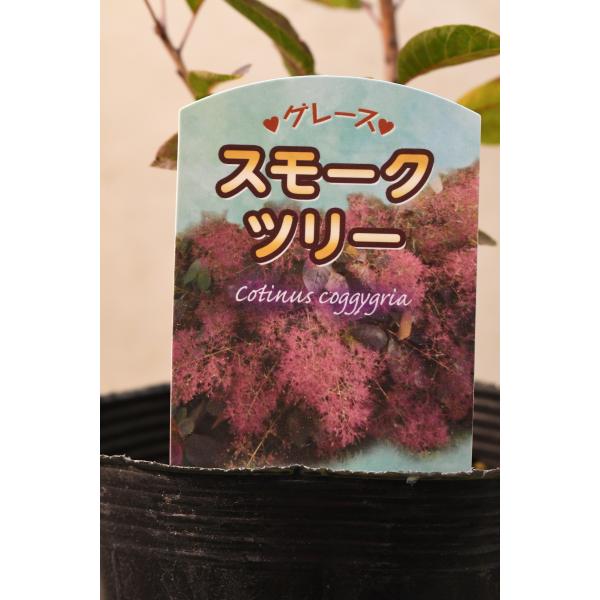 スモークツリー グレース 4.5号ポット 花木