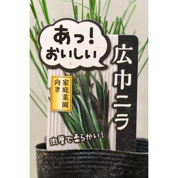 広幅ニラは幅が1cm程度になる肉厚でやわらかい品種です。生育旺盛で再生力が強く、作りやすく家庭菜園に適しています。9cm〜10.5cmポリポット