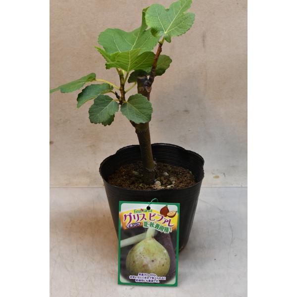 イチジク グリスビファレ 苗木 4.5号 いちじく 果樹 : 金井園芸 - 通販