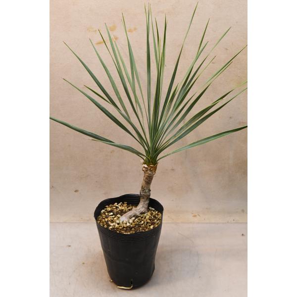 ユッカ　ロストラータはアメリカのテキサス州やメキシコ北部原産の植物です。暑さ寒さにも強い植物で、直射日光を好みます。樹形には個体差があります。株元から葉先までの高さ約35cm〜40cm　13.5ｃｍロングポリポット