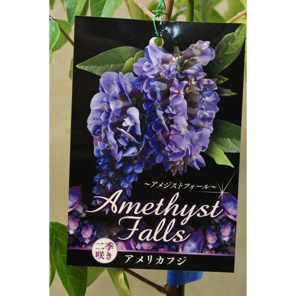 アメリカフジ　アメジストフォールはアメリカ原産のマメ科の落葉低木です。日本の藤よりもコンパクトな花房を付け、樹高は3m程度とコンパクトなため、栽培しやすい品種です。耐寒性は-5℃程度です。樹高約60cm　13.5ｃｍポリポット