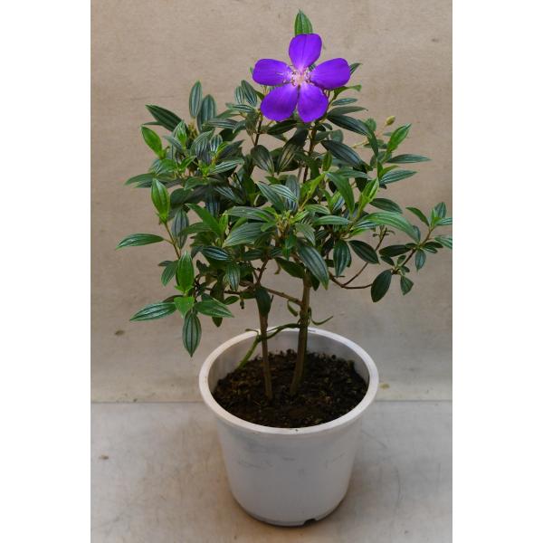 ノボタンは東南アジア原産のノボタン科の常緑樹です。コートダジュールは通常の品種よりも花弁が細く、葉も小ぶりな品種です。霜のおりない暖地なら屋外でも越冬可能で、耐寒性は5℃程度です。樹高約30cm　15cmプラ鉢