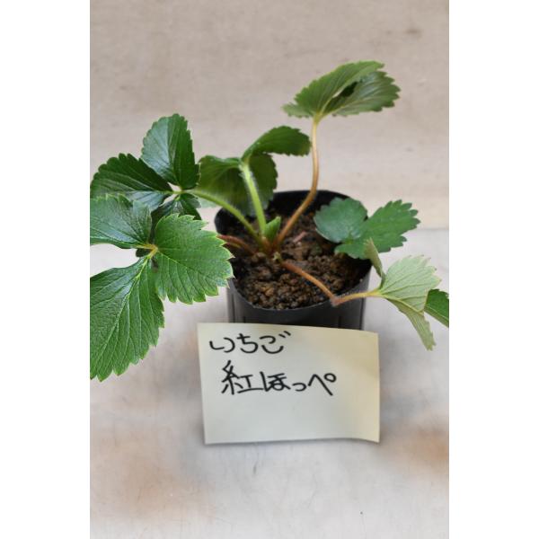 いちご　紅ほっぺは長円錐形の果実と艶のある鮮やかな濃い紅色の果皮が特徴です。9cm〜10.5cmポリポット