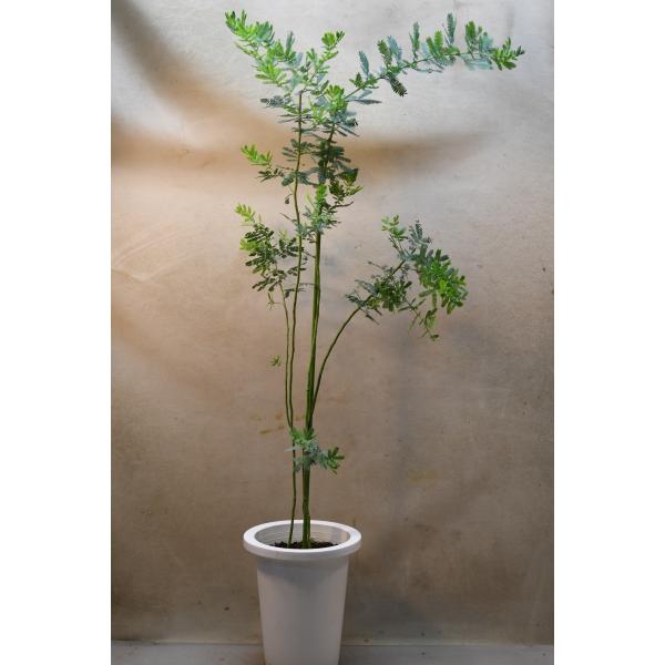 ミモザアカシア 7号鉢 花木 : 金井園芸 - 通販 - Yahoo!ショッピング