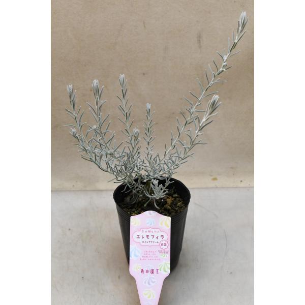 エレモフィラはオーストラリア原産の植物で、美しいシルバーリーフが魅力です。ホイップクリームは花も白い品種です。草丈約25cm　9cmロングポット