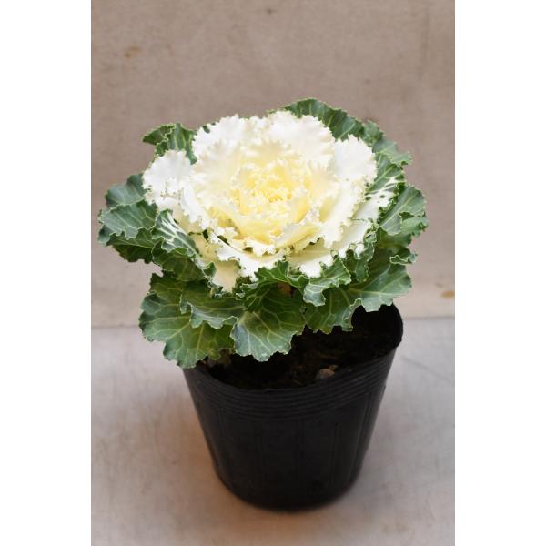 ハボタン　ローブシリーズはコンパクトな草姿と発色が良く、コントラストが美しい品種です。10.5ｃｍポリポット