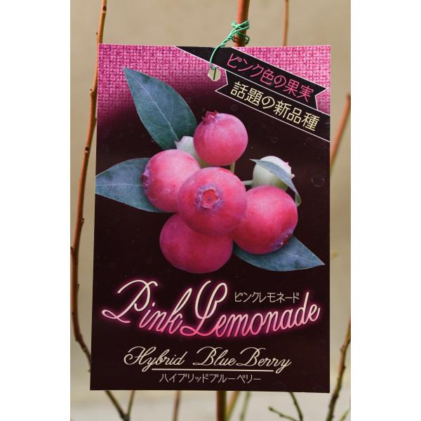 ブルーベリー ピンクレモネード 挿し木苗 4.5号ポット 果樹