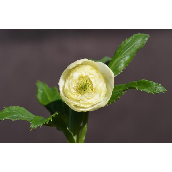 カン クリスマスローズ 開花予定株 SDノスタルジア×DD極小輪蜃気楼 カン クリスマスローズ 開花予定株 SDノスタルジア×DD極小輪蜃気楼