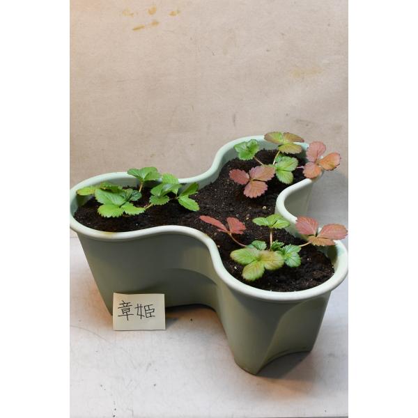 元肥に緩効性肥料を混ぜて植えてあります。3月になったら鉢の縁に野菜用の肥料を適量置き肥してください。48ｃｍプラハーベリーポット