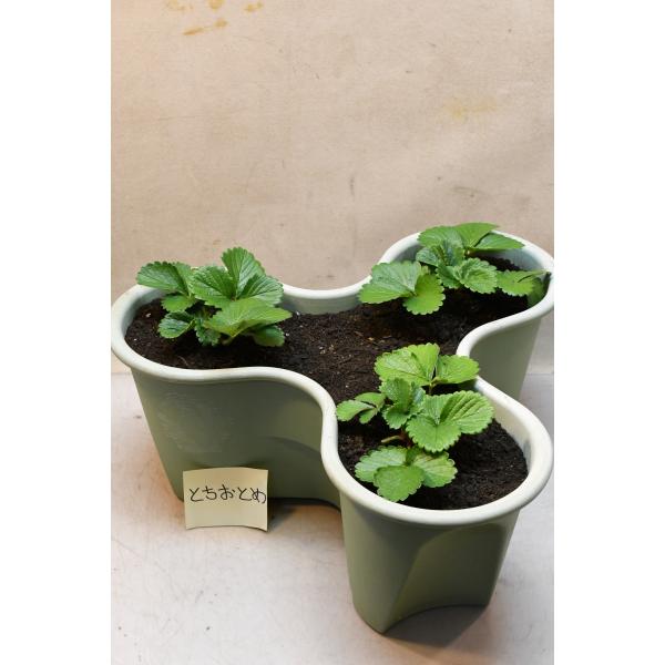 元肥に緩効性肥料を混ぜて植えてあります。3月になったら鉢の縁に野菜用の肥料を適量置き肥してください。48ｃｍプラハーベリーポット