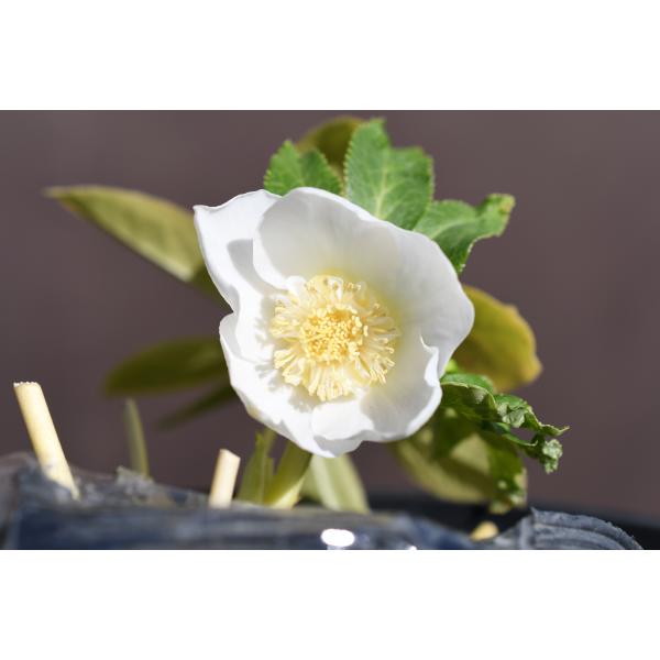 クリスマスローズ 開花実績株 SDゴールド クリスマスローズ開花株 SDホワイトゴールド 018 現品限り : 金井園芸