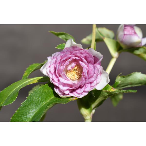 クリスマスローズ　多弁交配　ピンクグラデーションdd　開花見込み株 クリスマスローズ開花株 DD多弁咲きピンクグラデーションゴールド 019