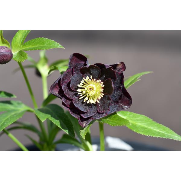 クリスマスローズ開花株 DDダークレッドブロッチ 029 現品限り : 金井