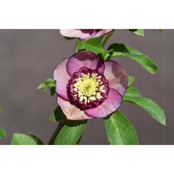 クリスマスローズ開花株 SD多弁咲き系バイカラーパープル 031 現品限り