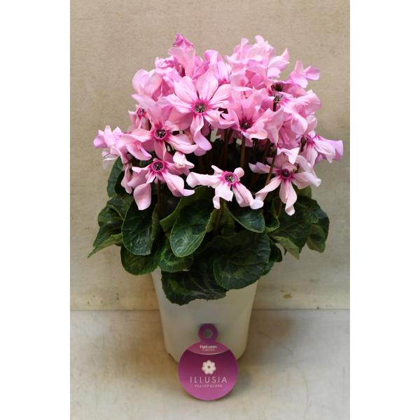 シクラメン　イリュージアは上向きに花を咲かせる品種です。上向きに咲くため花が大きく見え、満開時には株を覆うように咲きます。また、花持ちも良い品種です。鉢下から花までの高さ約30cm　12cmプラ鉢