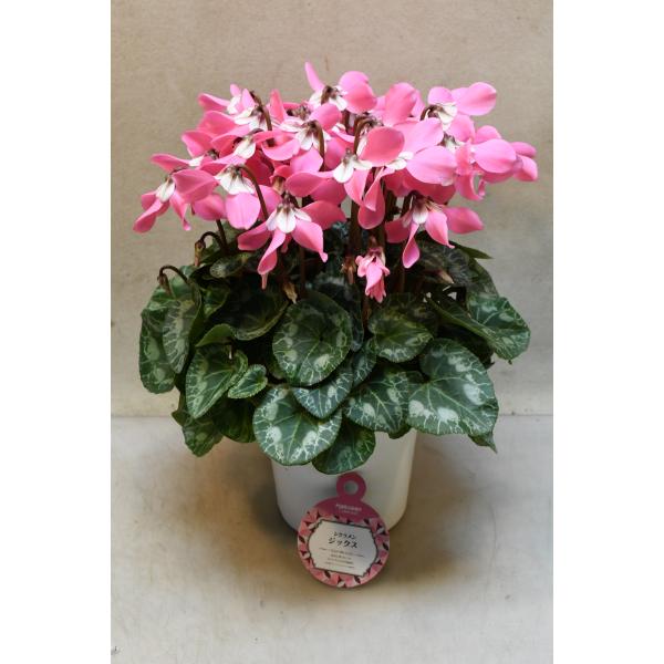 シクラメン　ジックスは下向きの花弁と白いガクが特徴の品種です。花持ちが良く長期間花を楽しむことができます。鉢下から花までの高さ約30cm　12cmプラ鉢