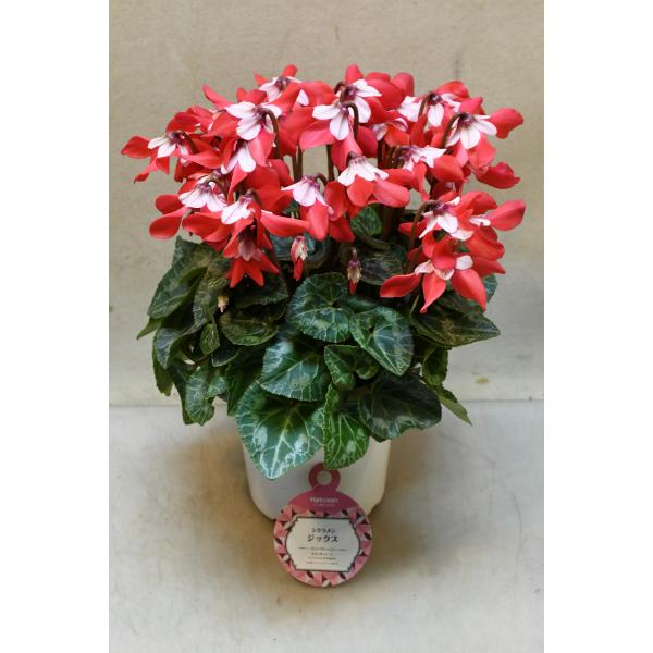 シクラメン　ジックスは下向きの花弁と白いガクが特徴の品種です。花持ちが良く長期間花を楽しむことができます。鉢下から花までの高さ約30cm　12cmプラ鉢