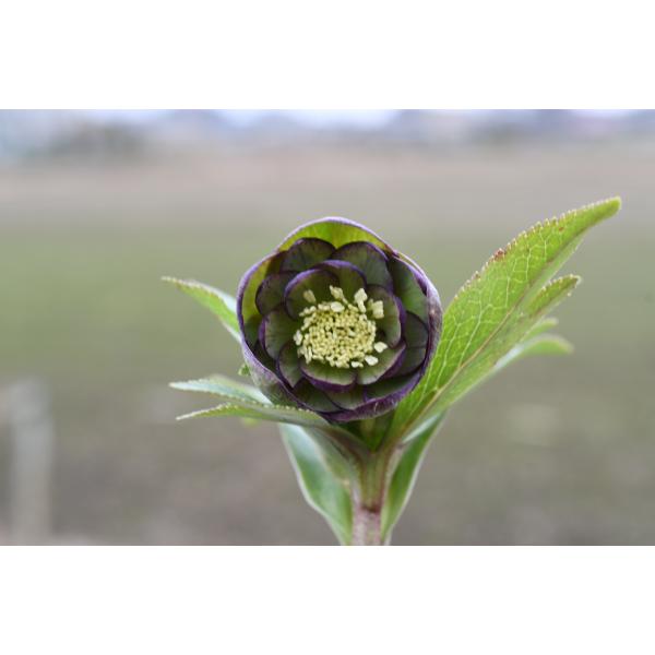 クリスマスローズ開花株 DDWildCollectionグリーングレープピコティ