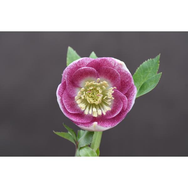 クリスマスローズ 開花実績株 DDレインボーhyb クリスマスローズ 開花