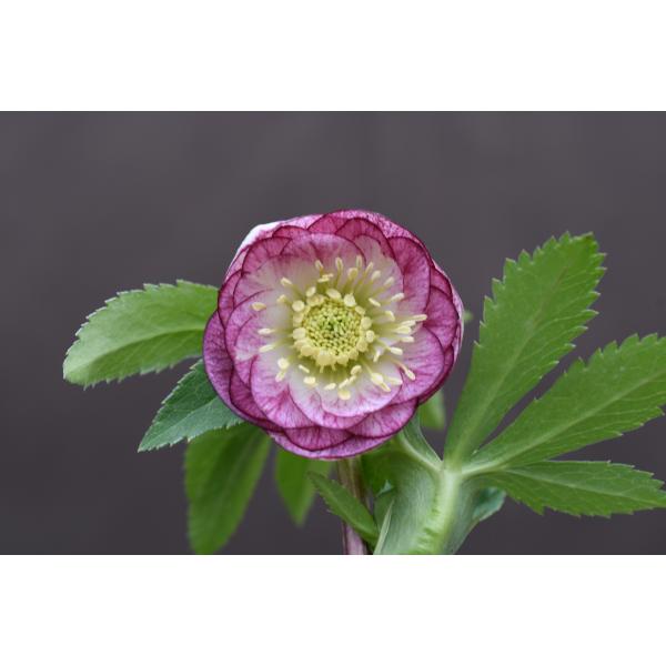 クリスマスローズ開花株 DDレッドリバーシブルベインピコティ 060 現品