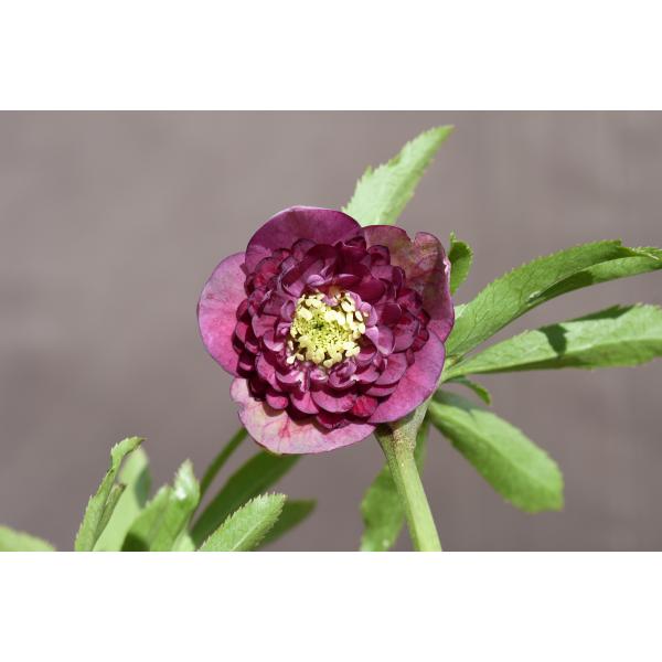 クリスマスローズ開花株 DDアンティークアフロディーテ077（認定ラベル