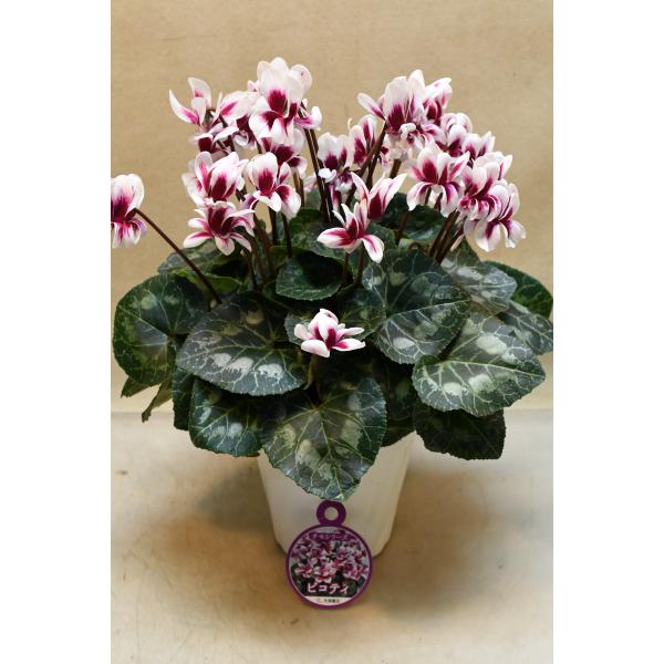 シクラメン　チモピコティはコロンとした花弁が可愛らしい八重咲のシクラメンです。花持ちが良い品種で、耐寒性も強く、暖地なら屋外でも栽培可能とされています。咲き終わった花は茎をねじるようにして引き抜いてください。明るい窓辺などで管理し、暖房の温...