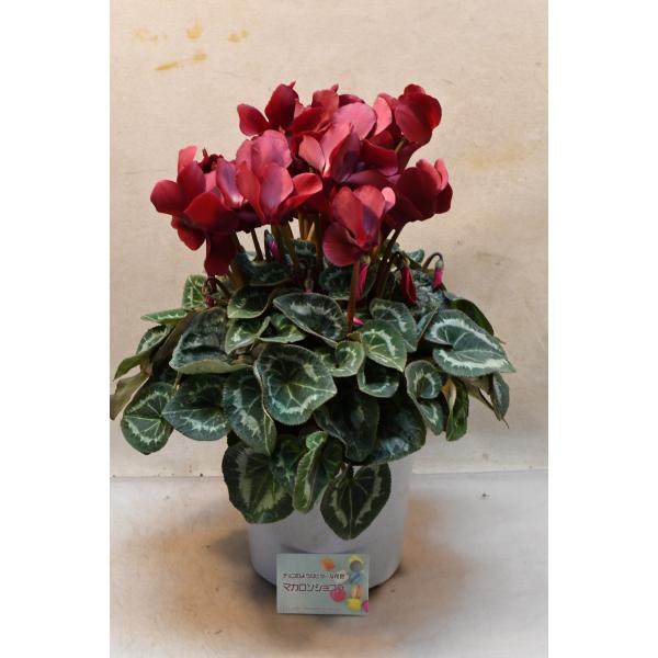 シクラメン　マカロンショコラは丸弁大輪のチョコレートレッドの花色が魅力のシクラメンです。咲き終わった花は花茎をねじるようにして根元から抜いてください。水やりの際は葉に水をかけないように根元に水を与えてください。全高約40cm　18cmプラ鉢