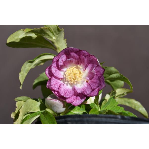 クリスマスローズ開花株 DD紅白の輝き 083 現品限り : 金井園芸 - 通販