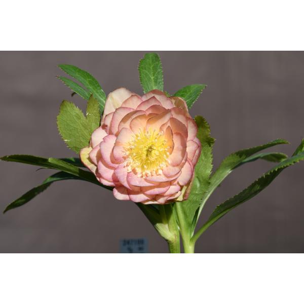 クリスマスローズ 開花実績株 DDアプリコット クリスマスローズ開花株 DDグロッシーカラー☆グロスアプリコット 084