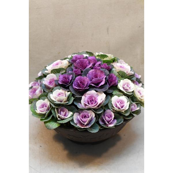 ミニハボタン 寄せ植え 10号鉢 A : 金井園芸 - 通販 - Yahoo!ショッピング