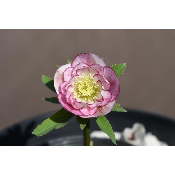 クリスマスローズ開花株 DDグロッシーカラー☆グロスリバーシブル