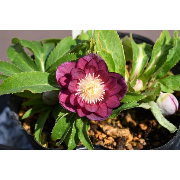 クリスマスローズ開花株 DDリバーシブルレッドゴールド底白系 091 現品