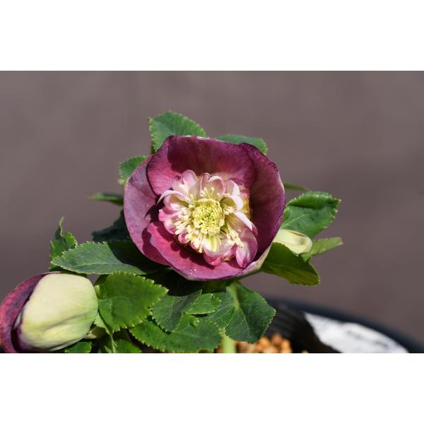 7415 sdレッドリバーシブル クリスマスローズ開花 加藤農園 クリスマス