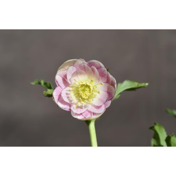 クリスマスローズ開花株 DDカップ咲きソフトプリマヴェーラ 121 現品