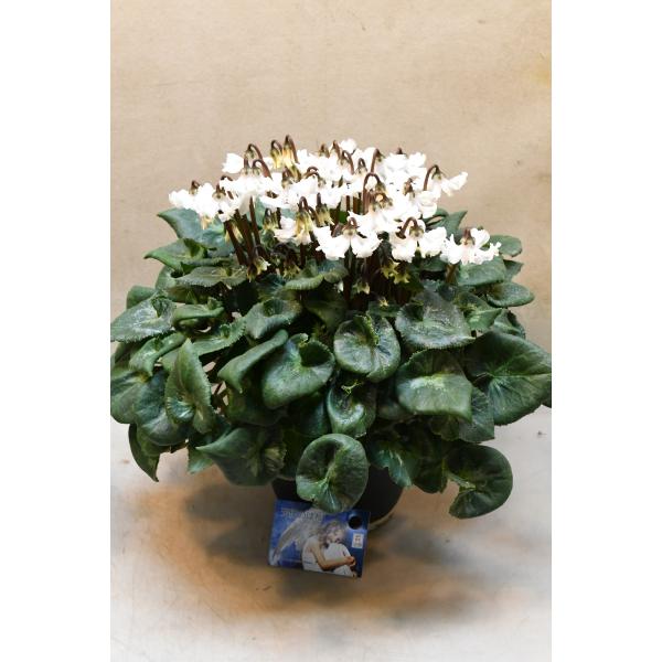 シクラメン　天使のはねは園芸品種と原種系品種の種間交雑によって作り出された品種です。ユニークな花形が特徴で、一つ一つの花が長持ちします。水やりの際には葉に水がかからないように根元に与えてください。咲き終わった花は茎をねじるようにして根元から...