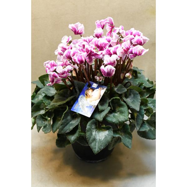 シクラメン　天使のはねは園芸品種と原種系品種の種間交雑によって作り出された品種です。ユニークな花形が特徴で、一つ一つの花が長持ちします。水やりの際には葉に水がかからないように根元に与えてください。咲き終わった花は茎をねじるようにして根元から...